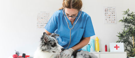 Veterinary Photo